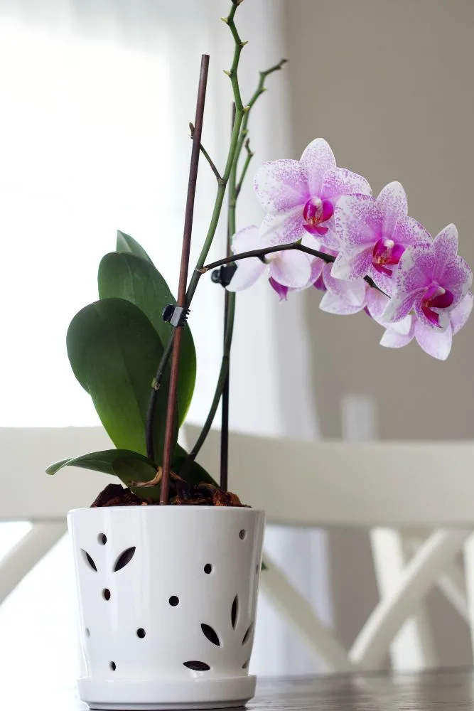 moth orchid in orchid pot