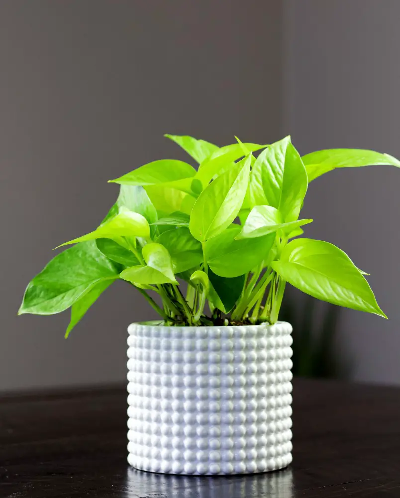 Neon Pothos