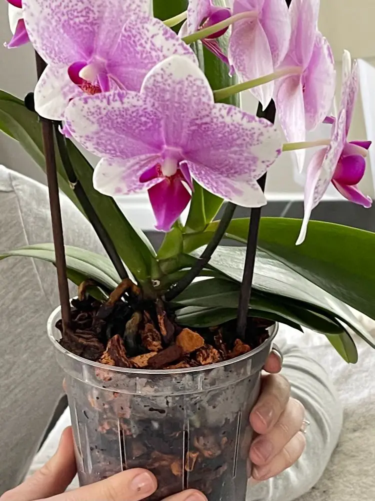 orchid repotted in orchid pot