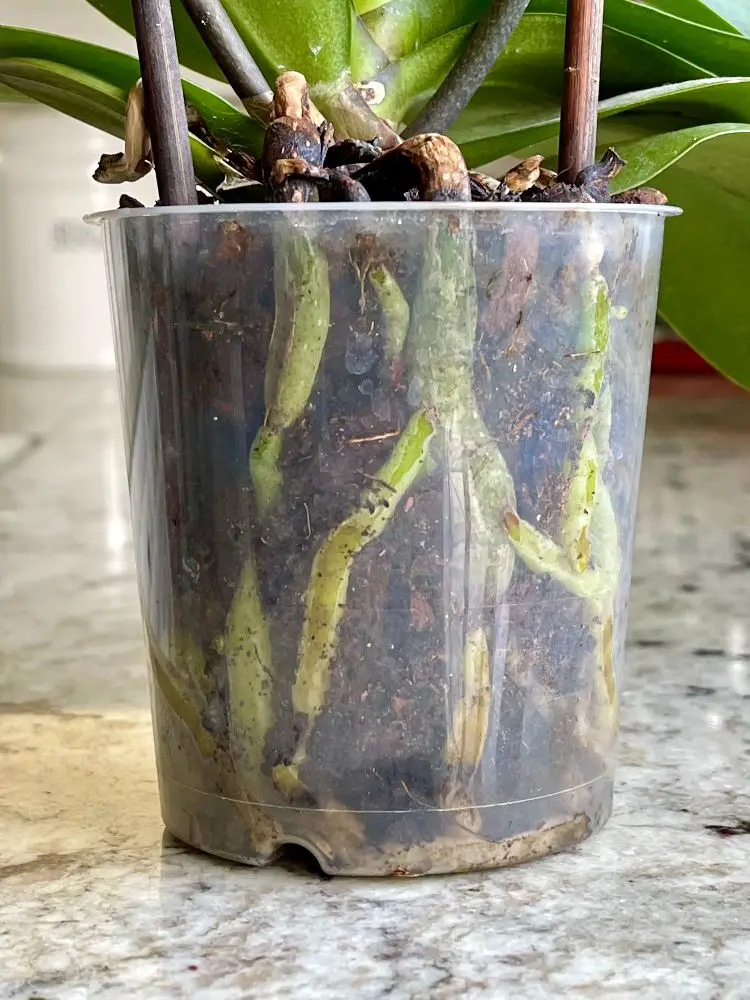 orchid root rot is seen as black or dark green mushy roots.