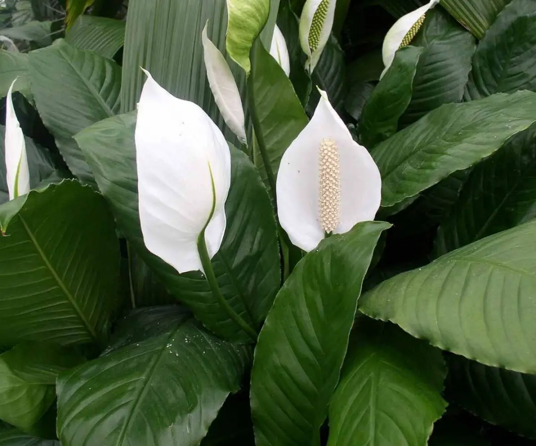 are-easter-lilies-outdoor-plants-learn-about-the-care-of-outdoor