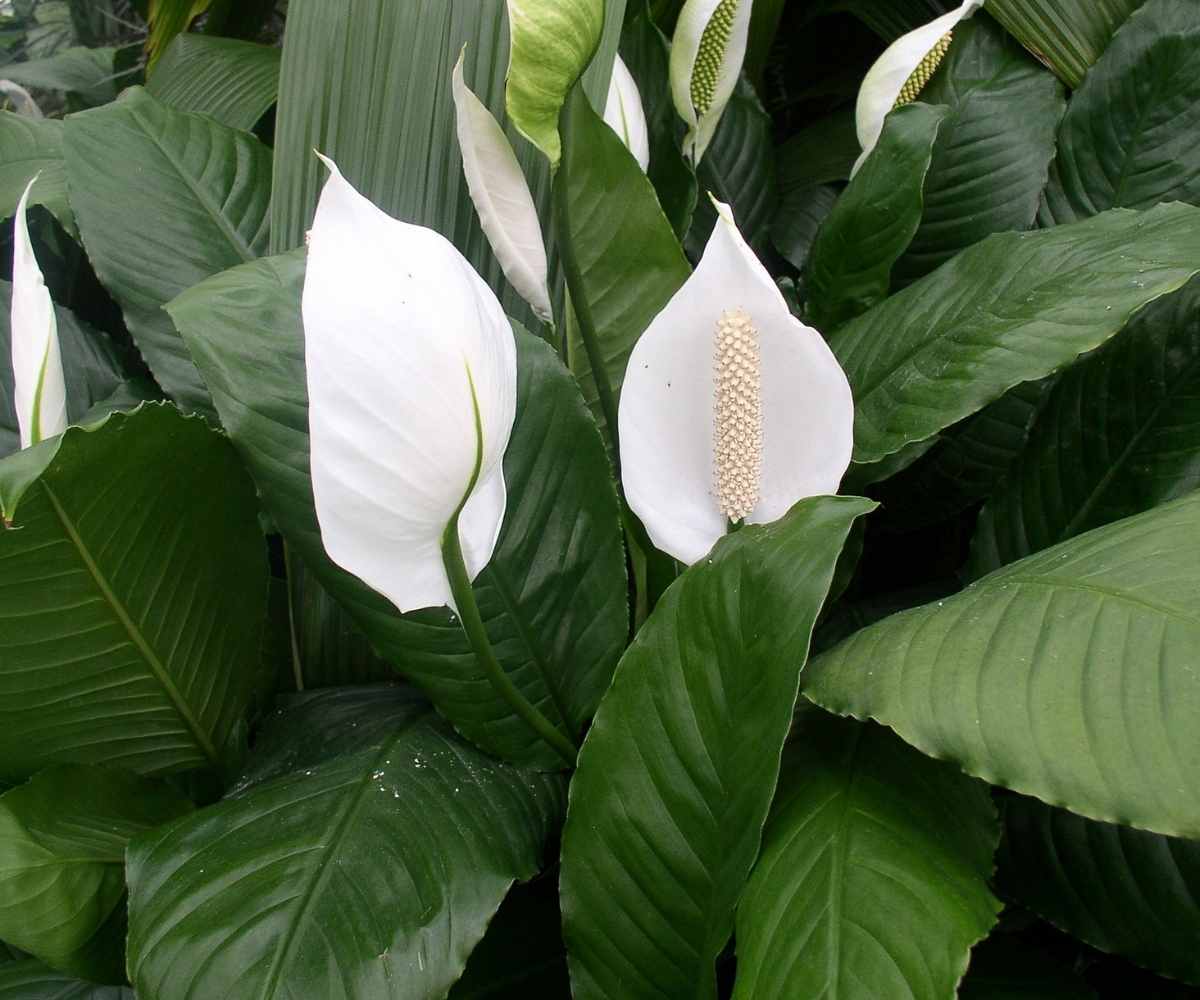 Large peace lily plant