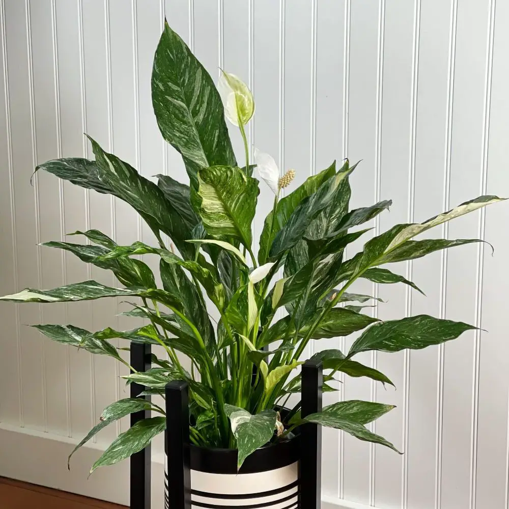 peace lily growth pattern