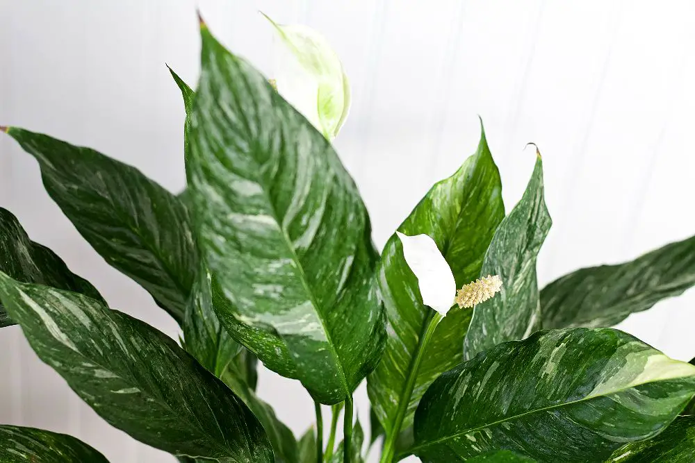 variegated peace lily