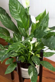 How to Care for a Peace Lily - The Contented Plant