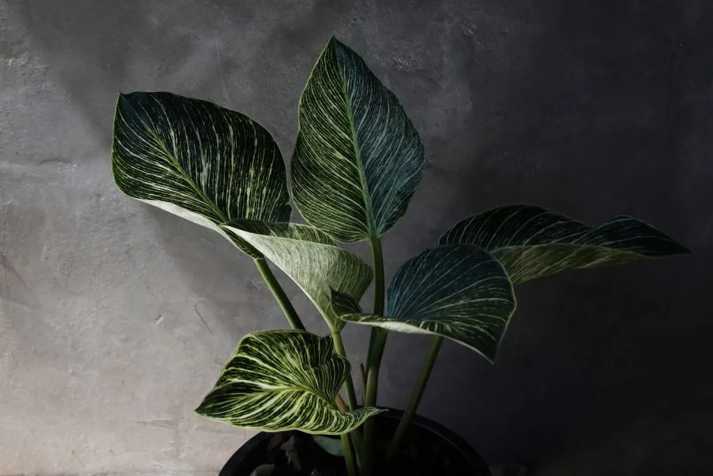 philodendron birkin-spot light