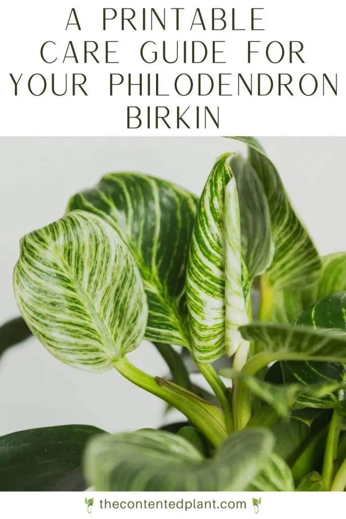 philodendron birkin printable care guide
