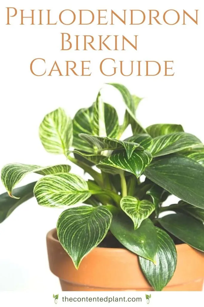 philodendron birkin printable care guide