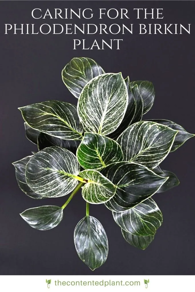 Caring for the philodendron birkin plant-plant image