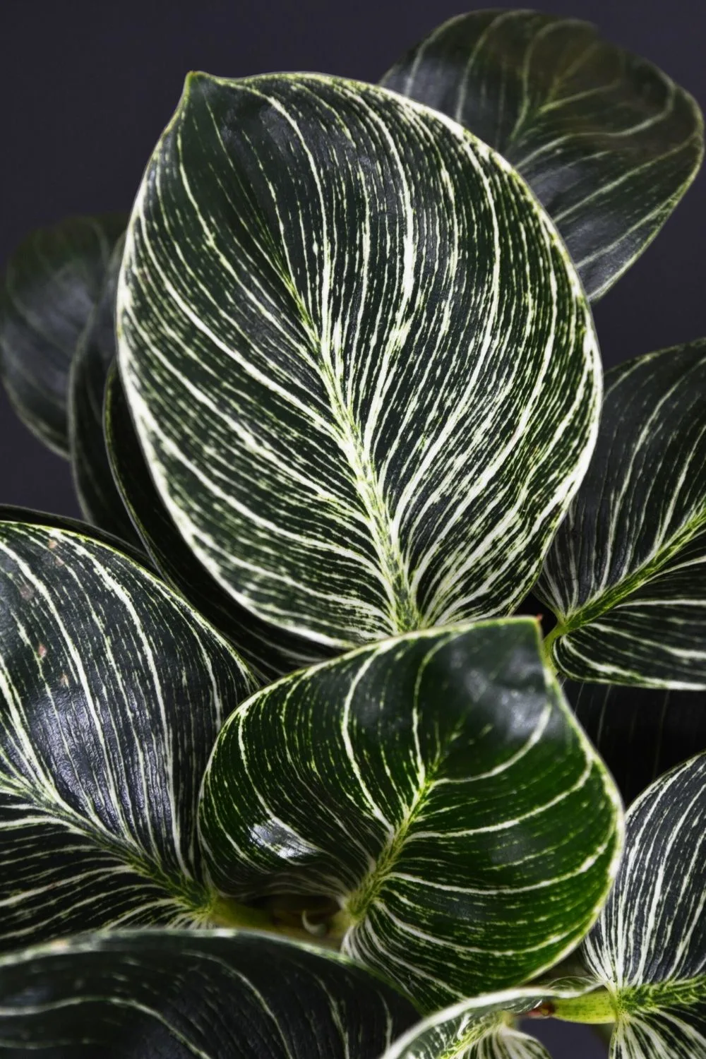 philodendron birkin-leaf detail