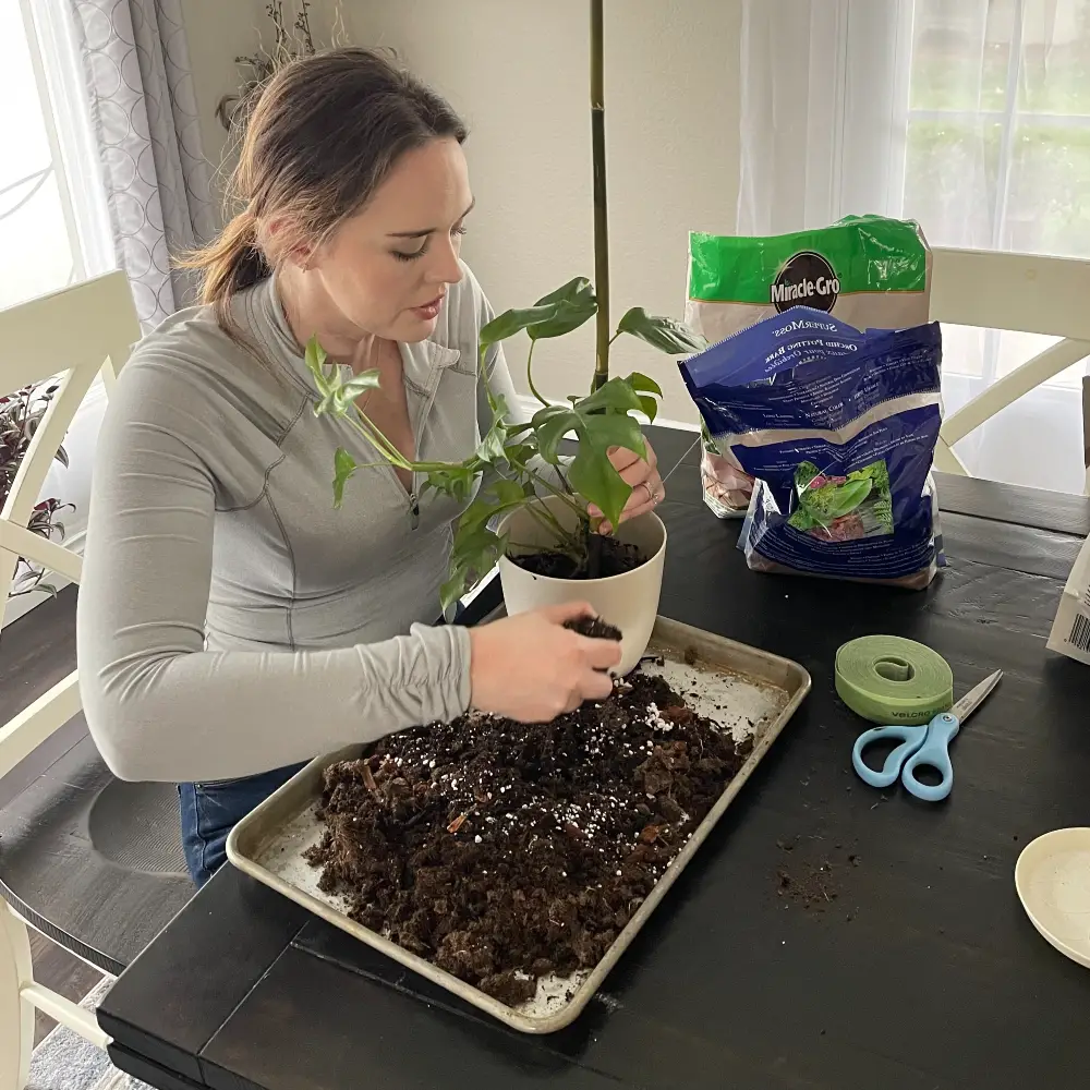 repotting mini monstera