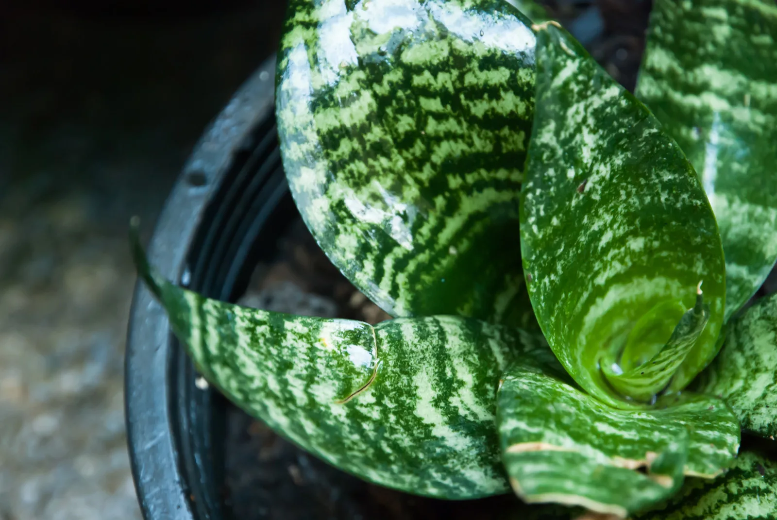 Sansevieria trifasciata leaf