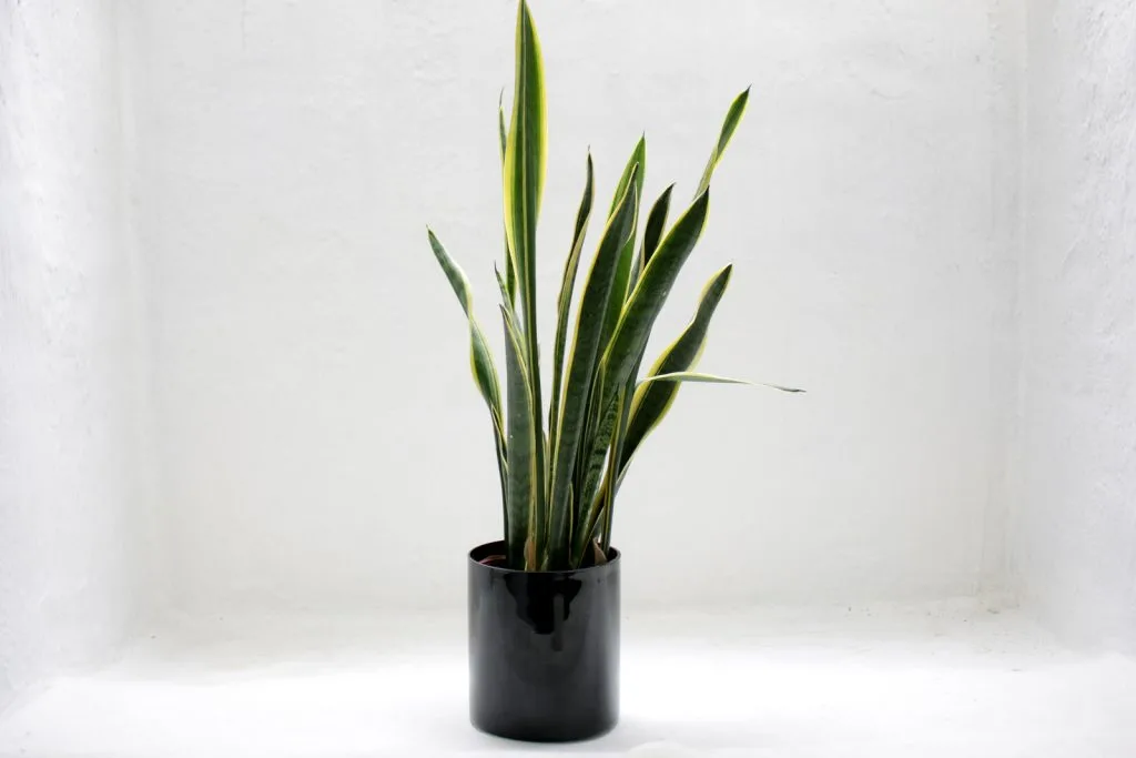 sansevieria plant family