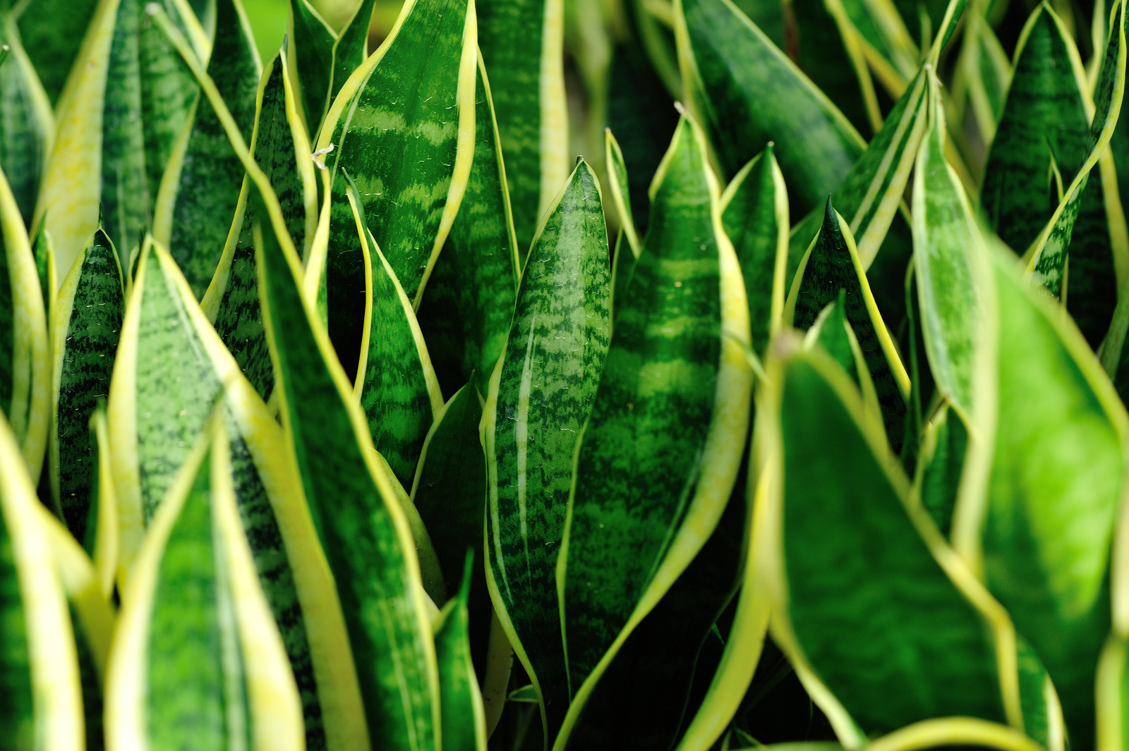 Leaf of snake plant