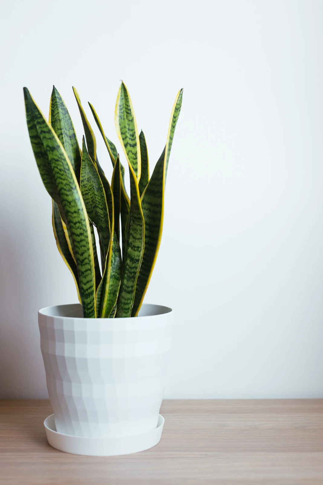 Sansevieria Laurentii