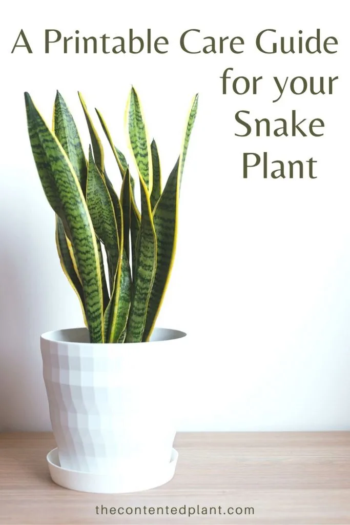 A printable care guide for you snake plant-pin image