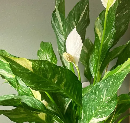 variegated peace lily