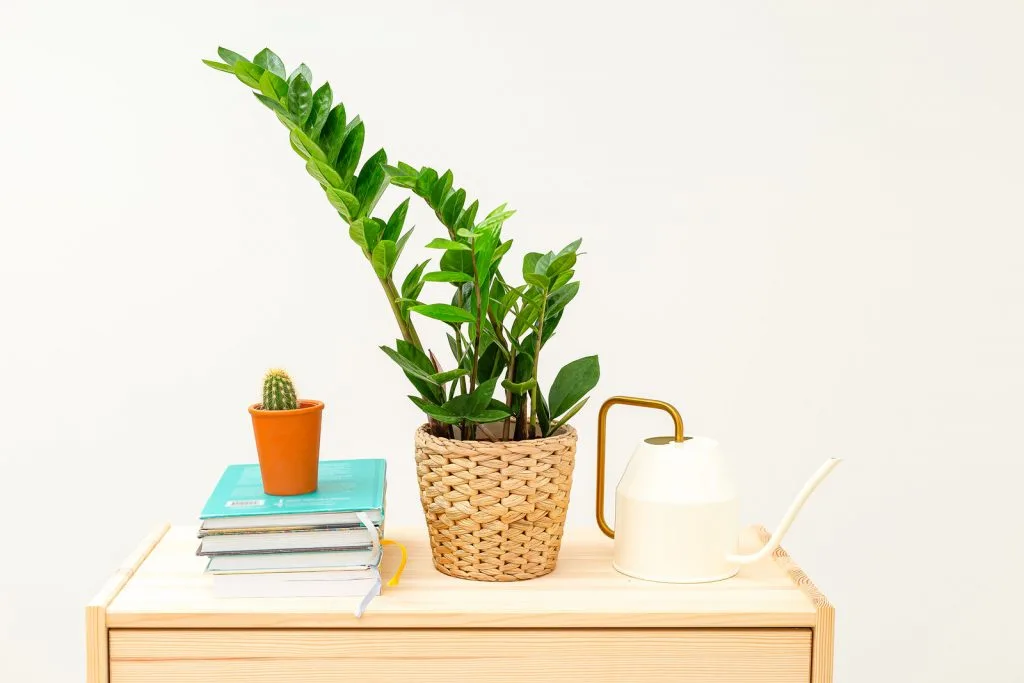 ZZ plant on desk with watering can