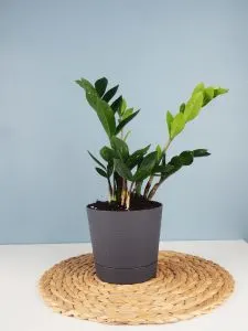 zz plant in basket