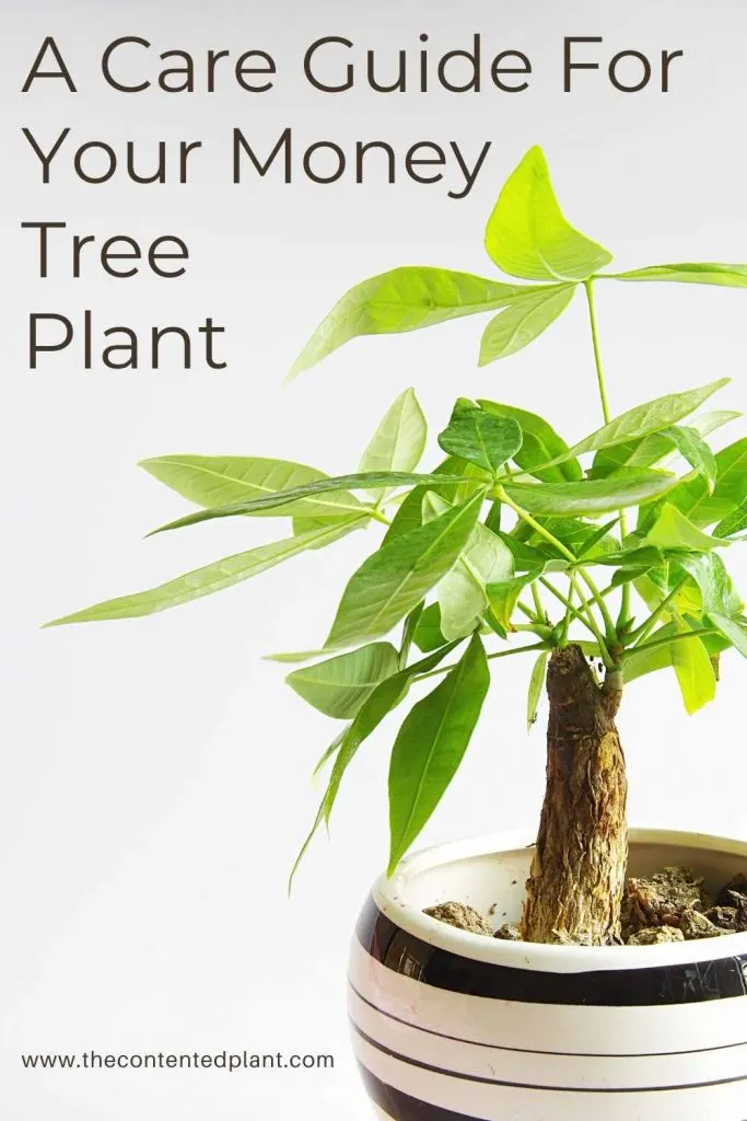 A care guide for your money tree plant-pin image