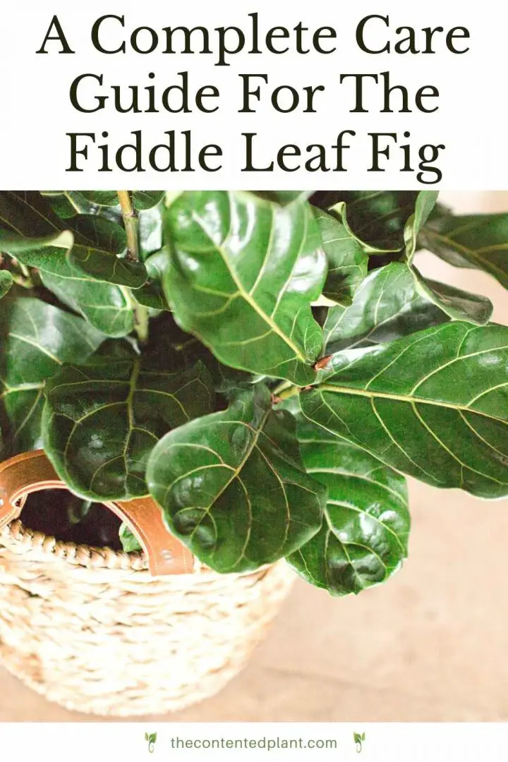 Fiddle Leaf Fig Care Guide The Contented Plant