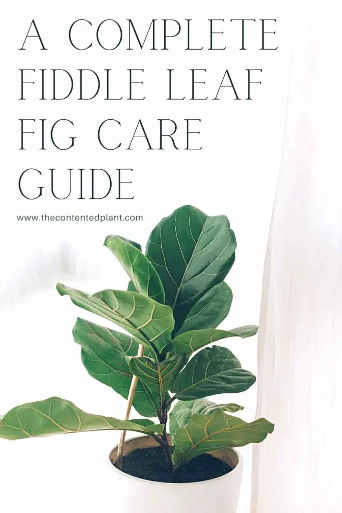 Fiddle Leaf Fig Care Guide - The Contented Plant