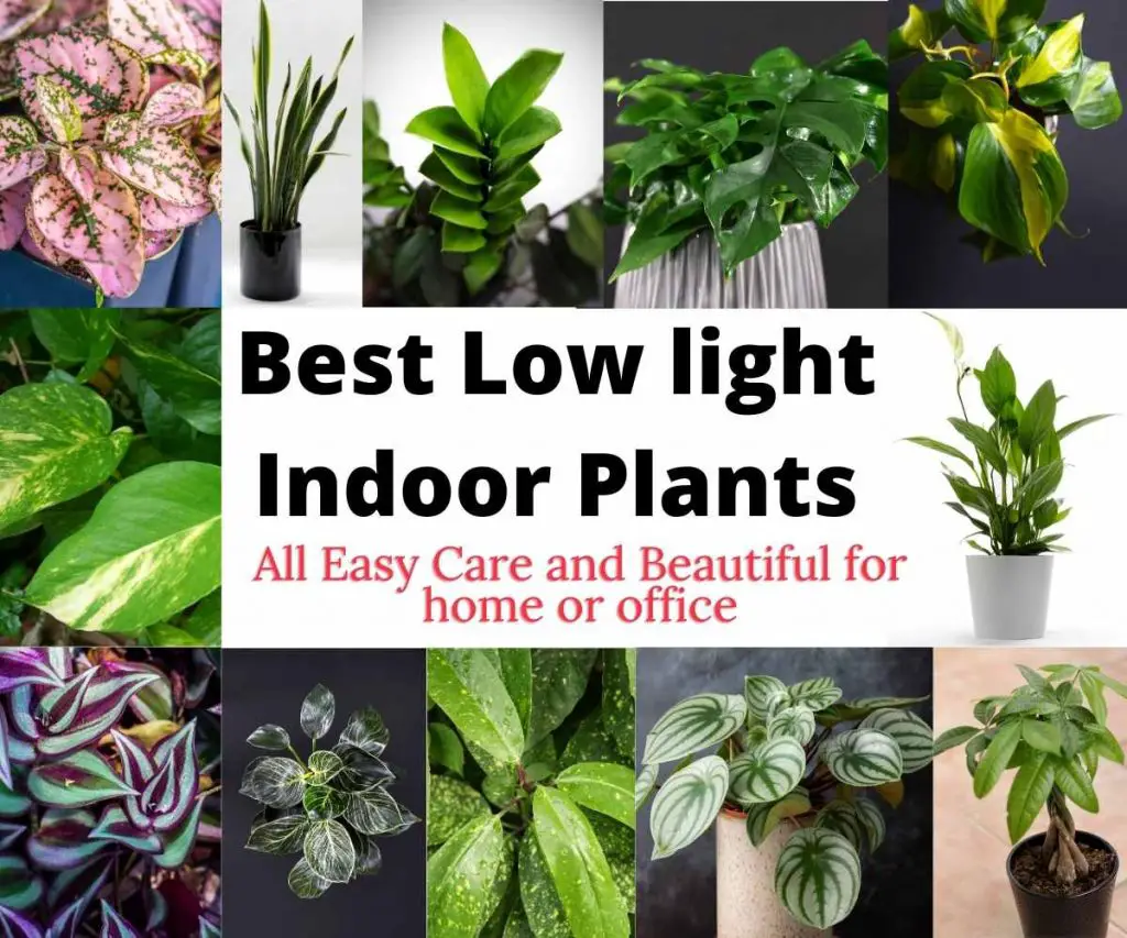 Best Low light Indoor Plants