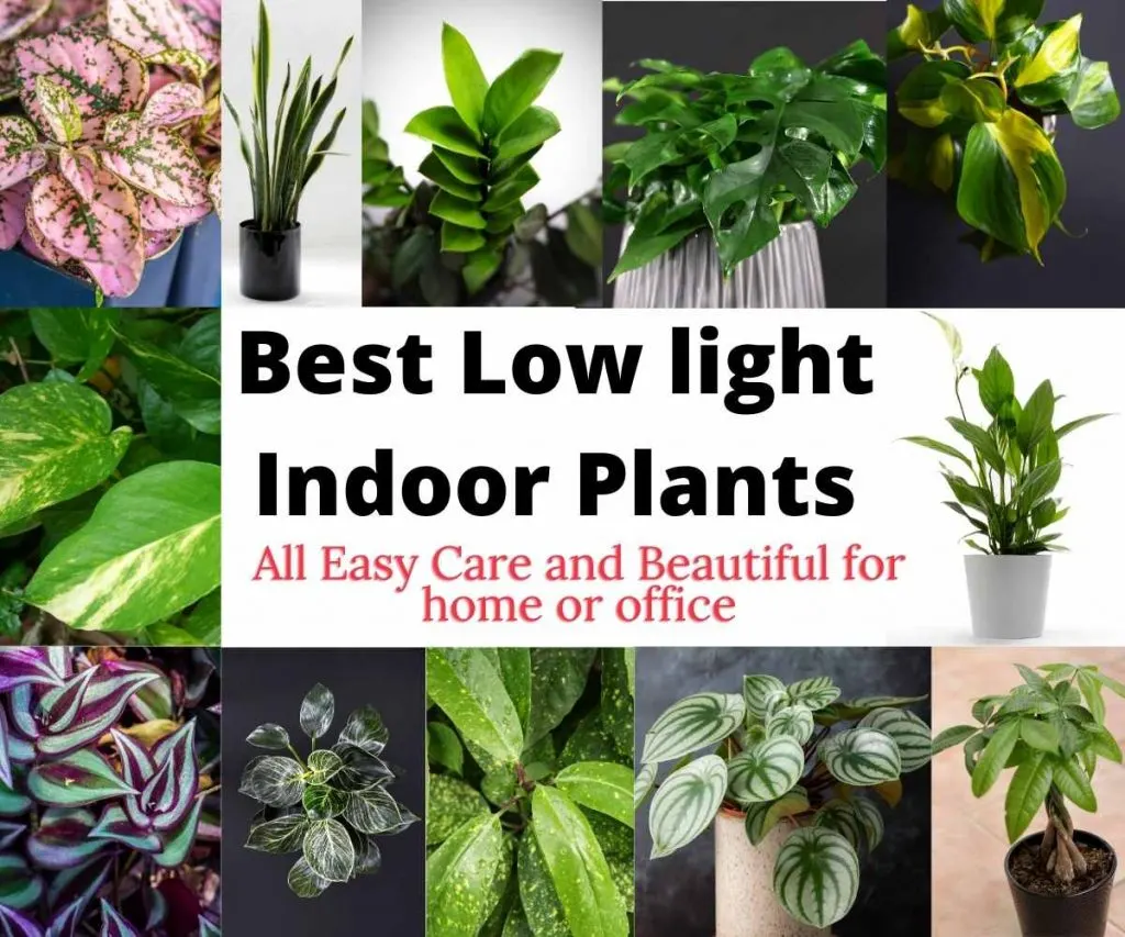 indoor flower plants low light