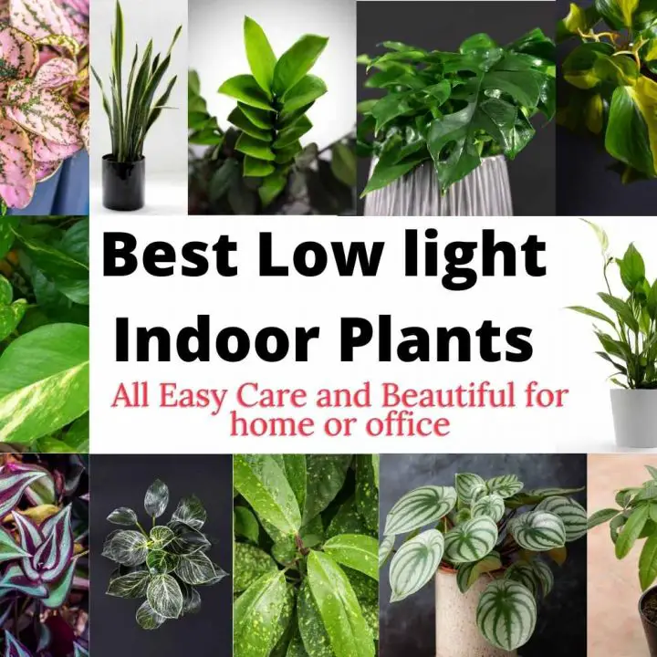 Croton Plant Care Guide - The Contented Plant