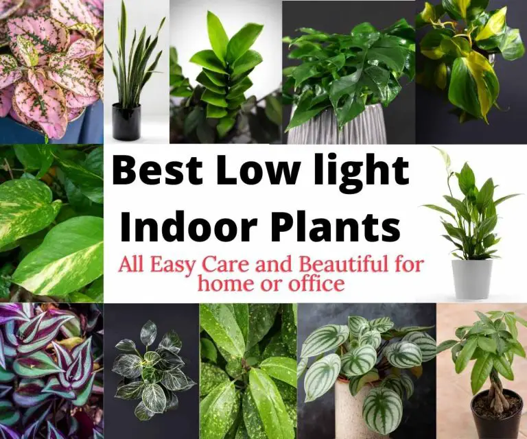 Best Low Light Indoor Plants The Contented Plant