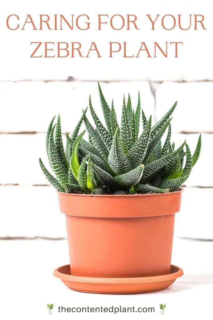 Caring for your zebra plant-pin image