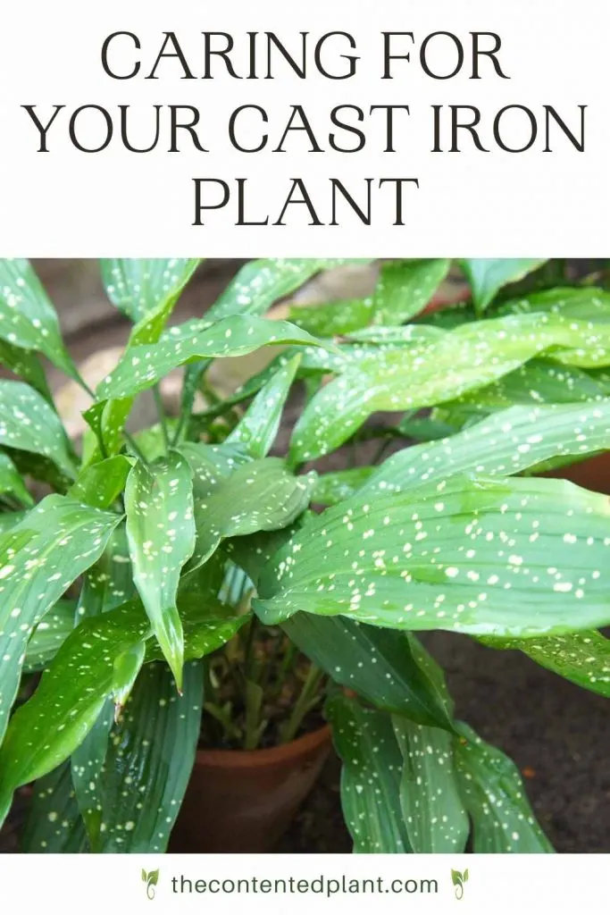 Caring for your cast iron plant-pin image