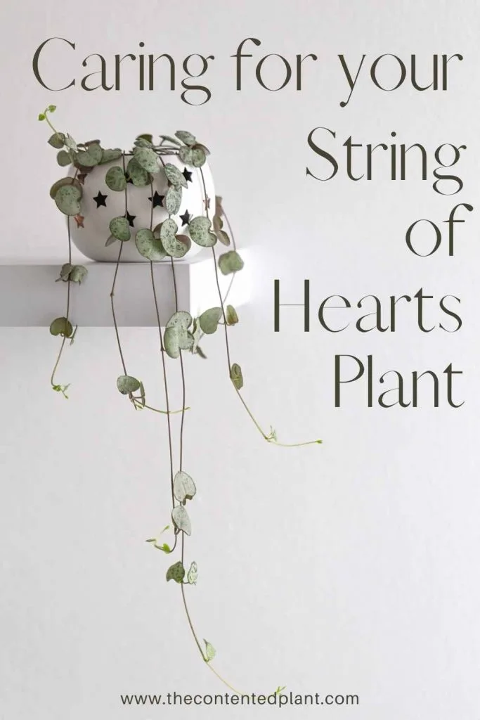 Caring for your string of hearts plant-pin image