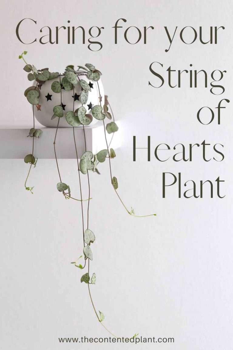 care for string of hearts plant