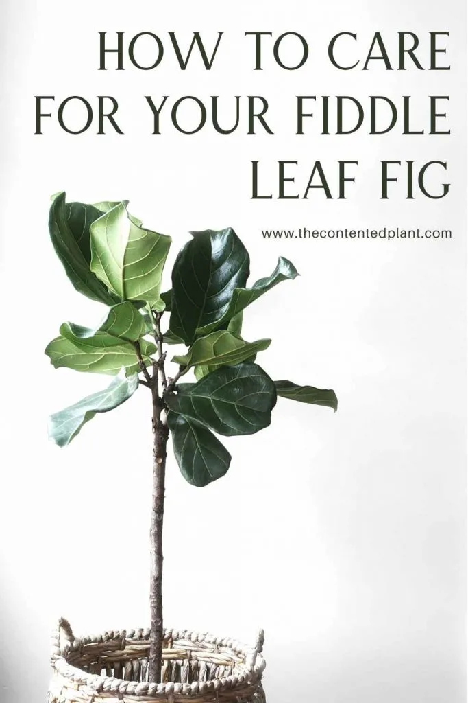 How to care for your fiddle leaf fig-pin image