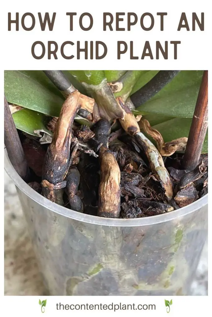 repotting an orchid plant-pin image