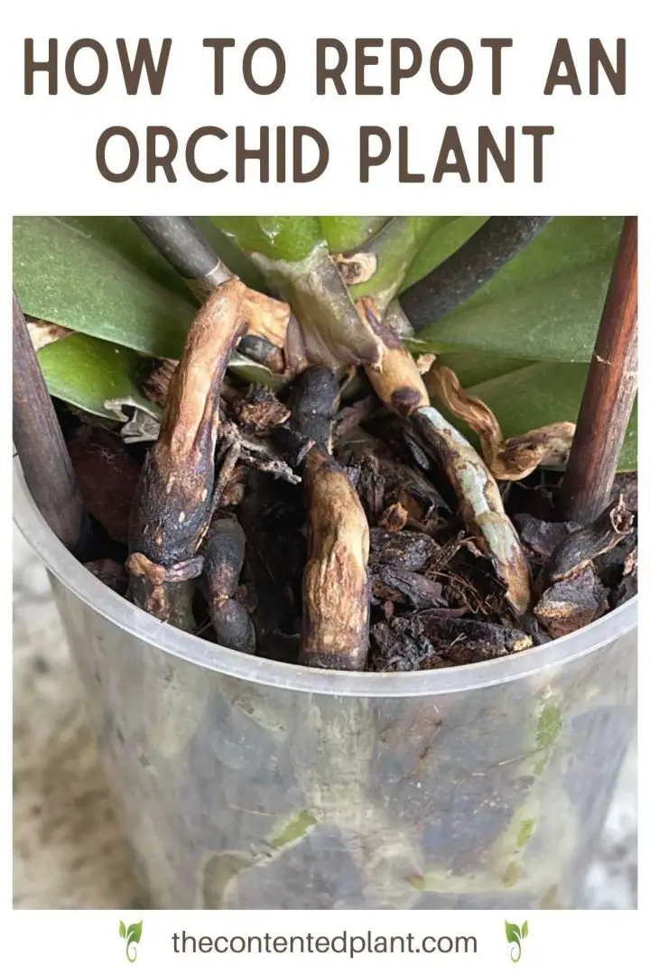 How to Repot An Orchid Successfully The Contented Plant