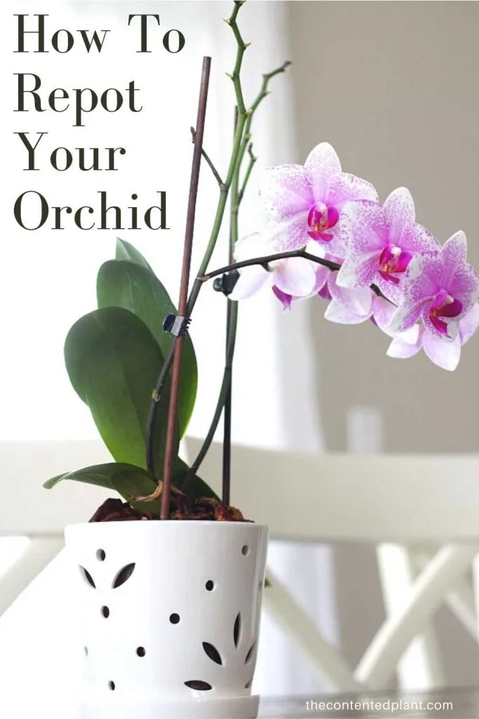 How to repot your orchid-pin image