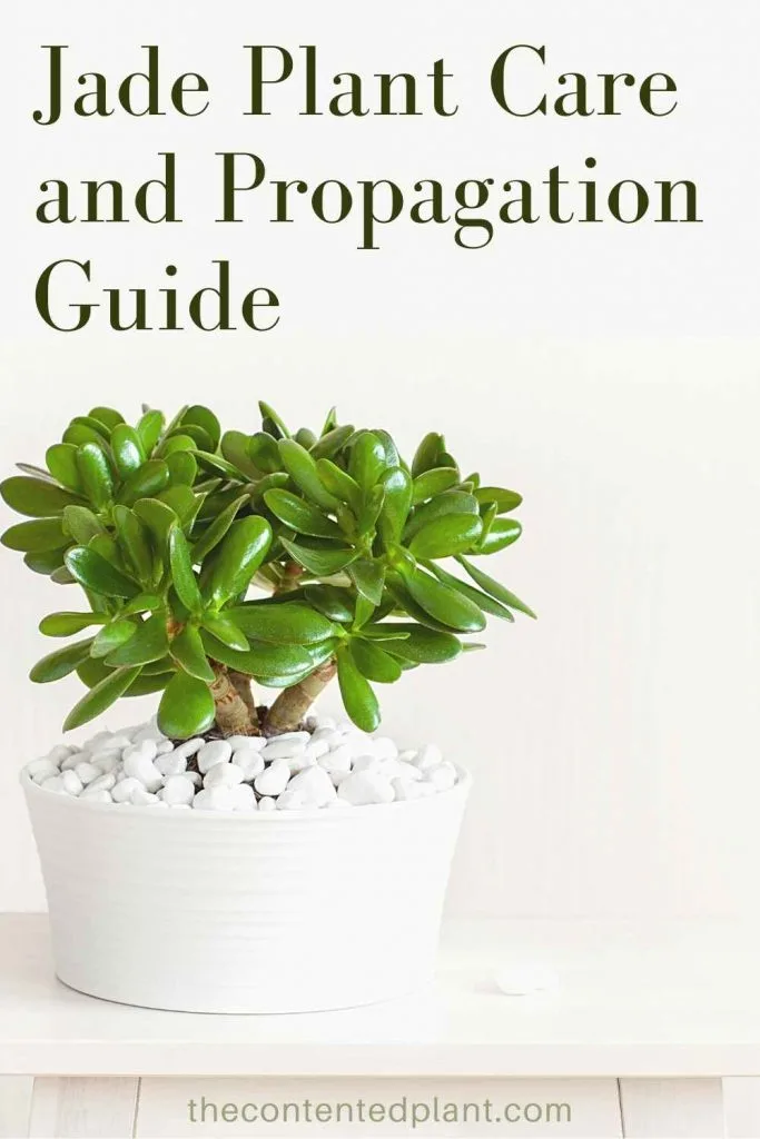 Jade plant care and propagation guide-pin image