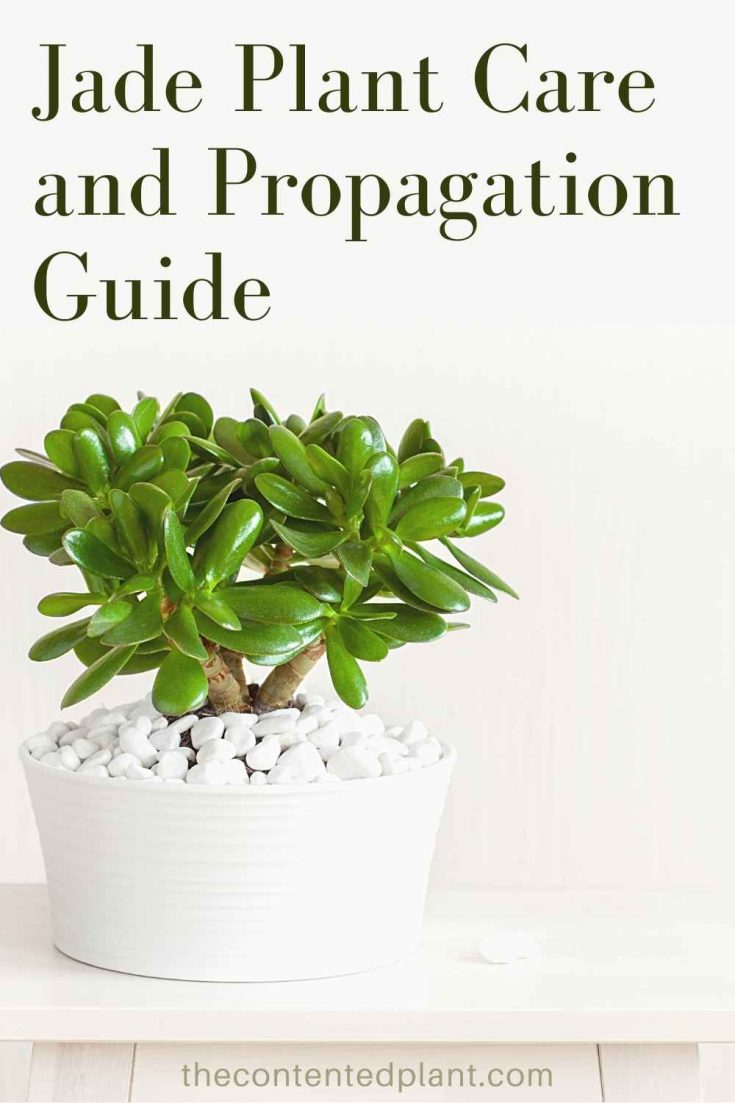 Haworthia Cooperi Plant Care Guide - The Contented Plant