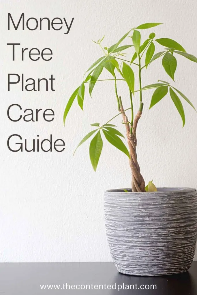 Money tree plant care guide-pin image