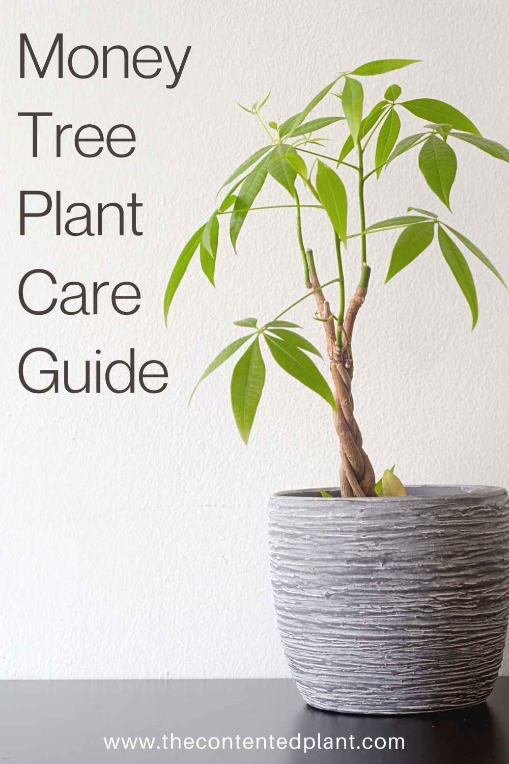 Money Tree Plant Care Guide - The Contented Plant