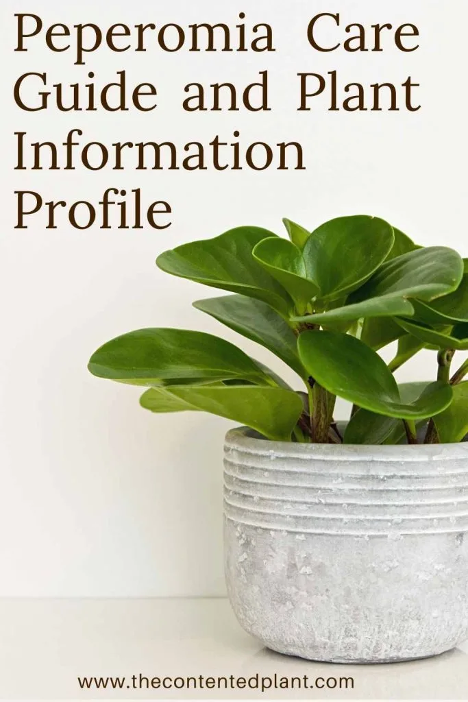Peperomia care guide and plant information profile-pin image