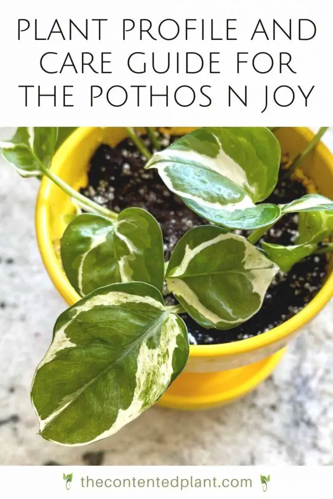Plant profile and care guide for the pothos n joy-pin image