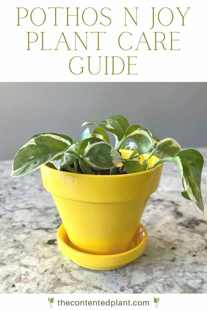 Pothos N Joy plant care guide-pin image