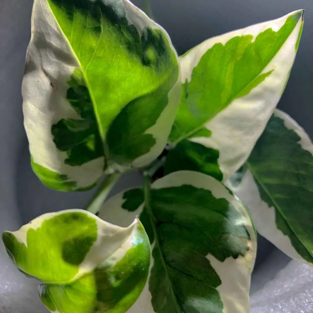 Epipremnum Aureum Pothos N Joy close up