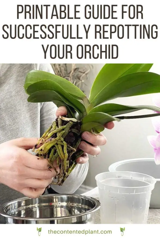 Printable guide for successfully repotting your orchid-pin image