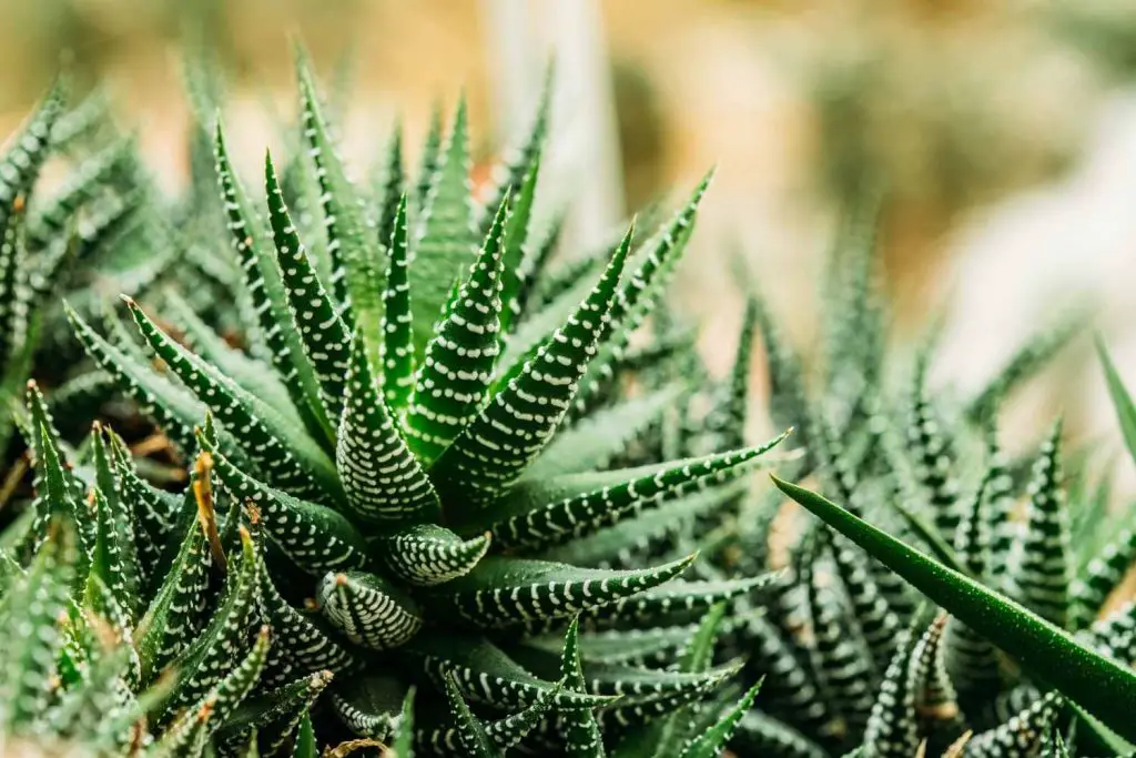 haworthia-zebra plant-