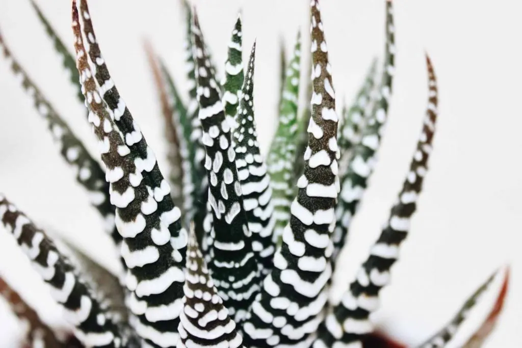 haworthiopsis attenuata (super zebra)