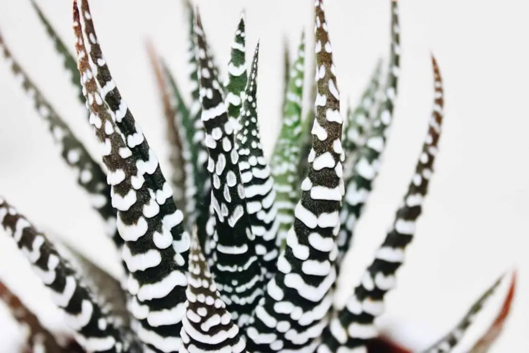 Zebra Plant Care Guide and Plant Profile - The Contented Plant